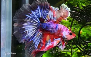 Different Betta Fish