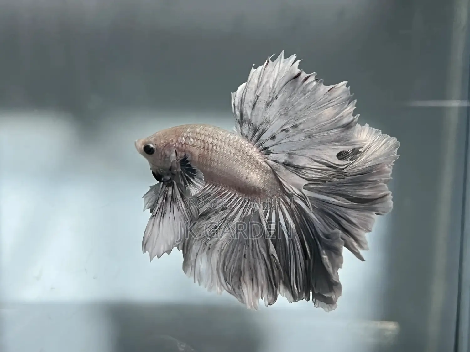 Different Betta Fish