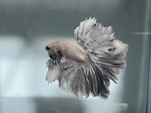 Different Betta Fish
