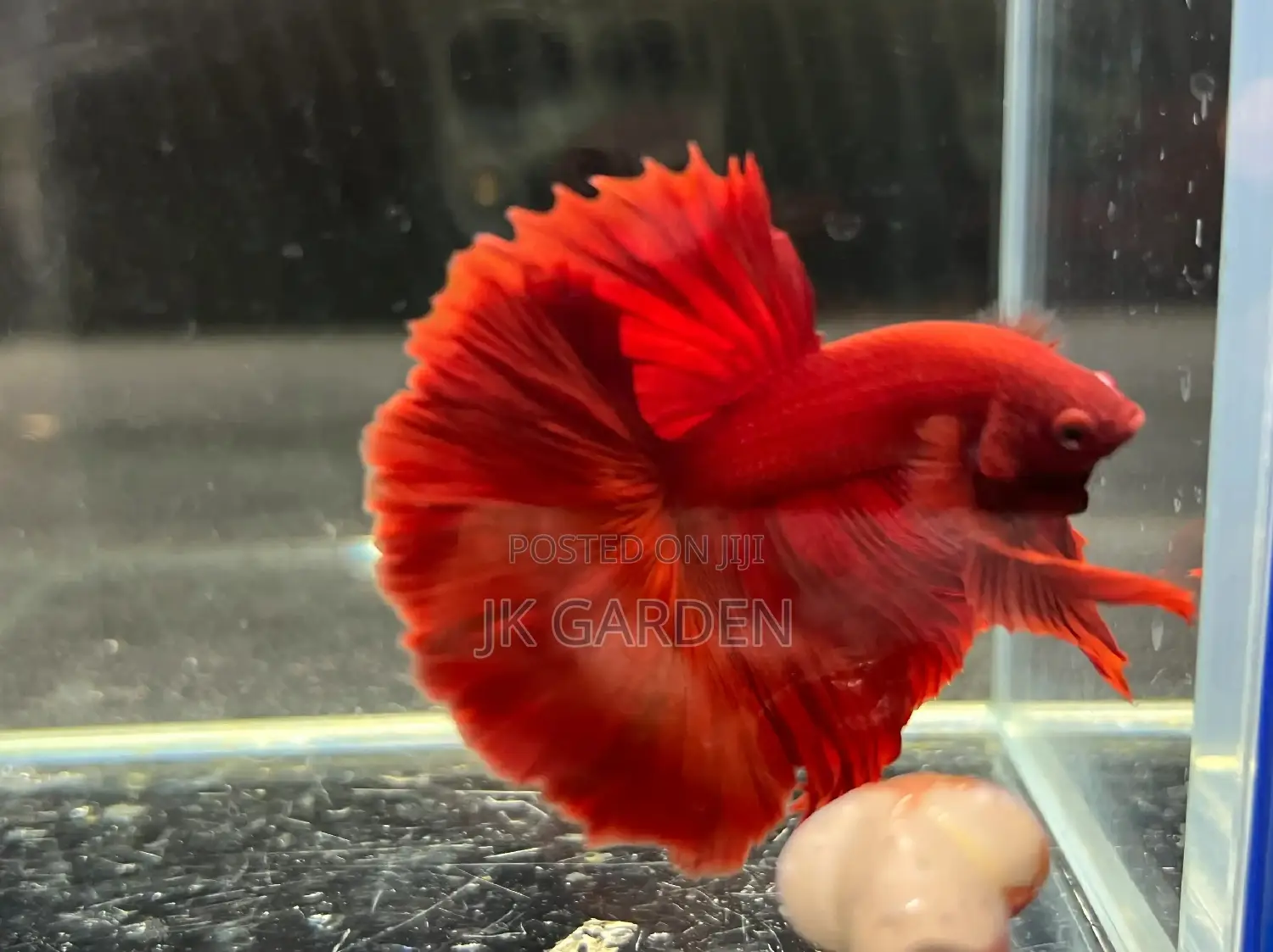 Different Betta Fish