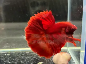 Different Betta Fish