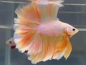 Different Betta Fish