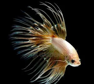 Different Betta Fish