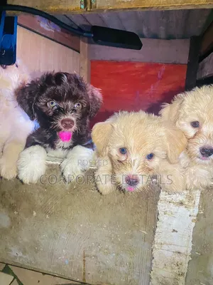 1-3 months Female Purebred Poodle