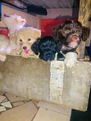 1-3 months Female Purebred Poodle