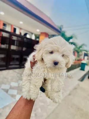 1-3 months Male Purebred Poodle