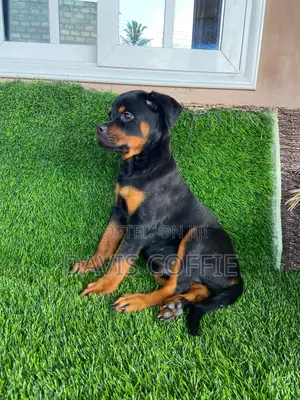 1-3 months Female Purebred Rottweiler