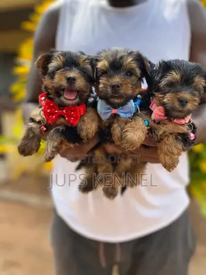 1-3 months Male Purebred Yorkshire Terrier