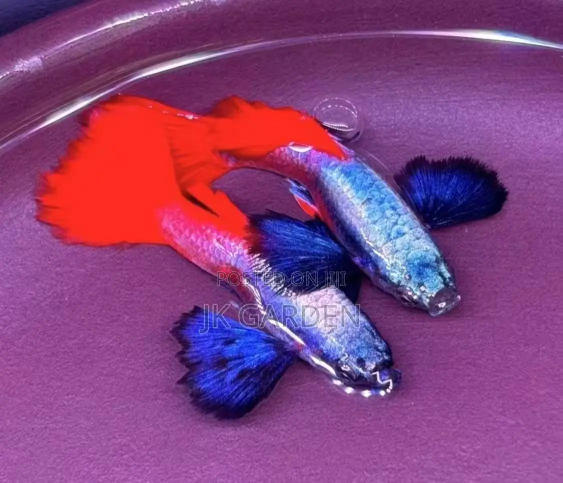 Beautiful Guppy Fish ( Platinum Elephant Ear)