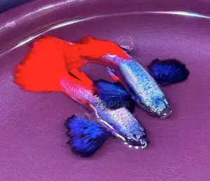 Beautiful Guppy Fish ( Platinum Elephant Ear)