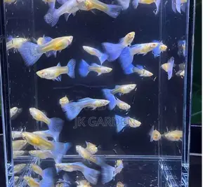 Beautiful Guppy Fish (Sky Blue)