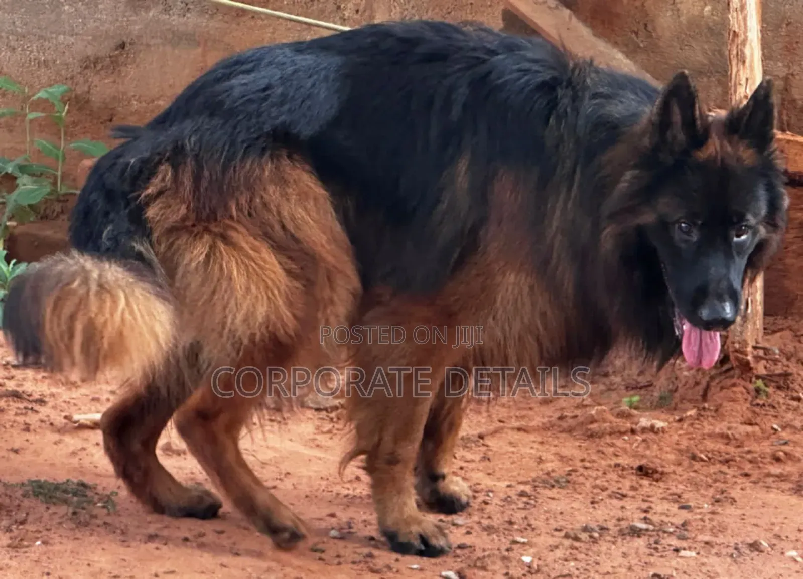 1+ year Male Purebred German Shepherd