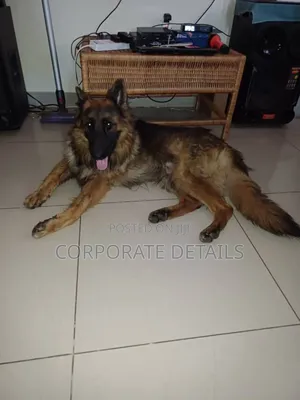 1+ year Male Purebred German Shepherd