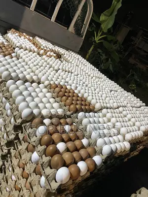 Fresh Organic Eggs