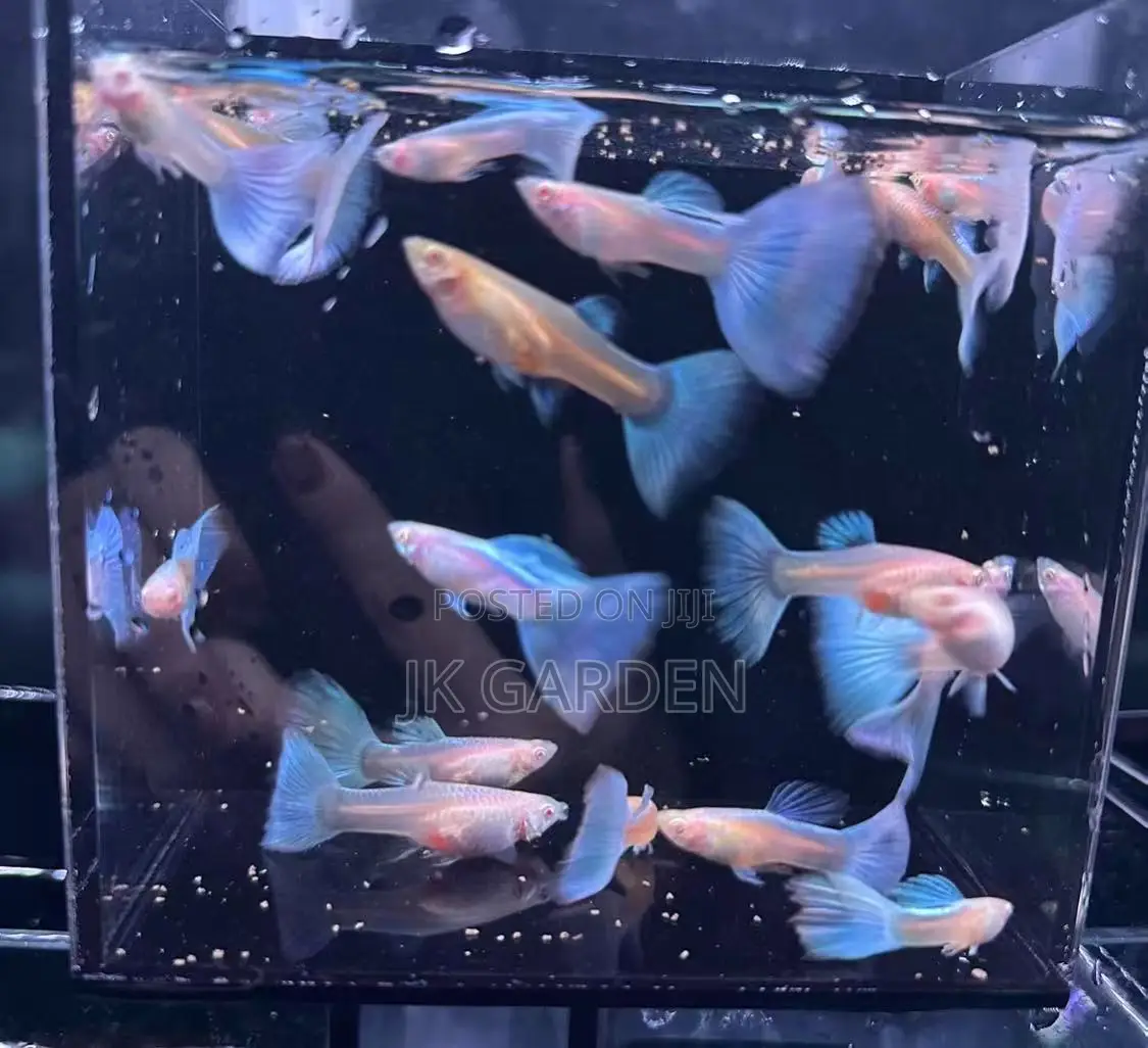 Beautiful Guppy Fish (Sky Blue)
