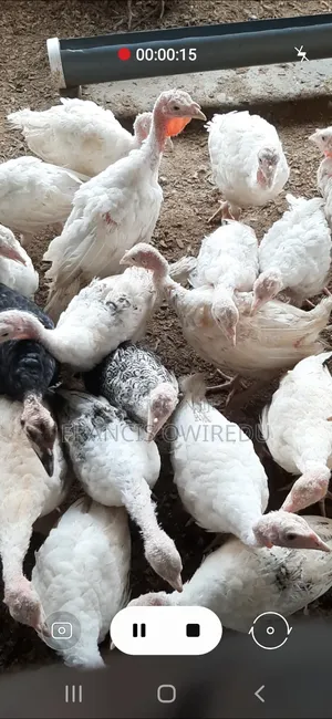 Dabodabo Estate Farms- Turkeys, Chicken, Ducks and More