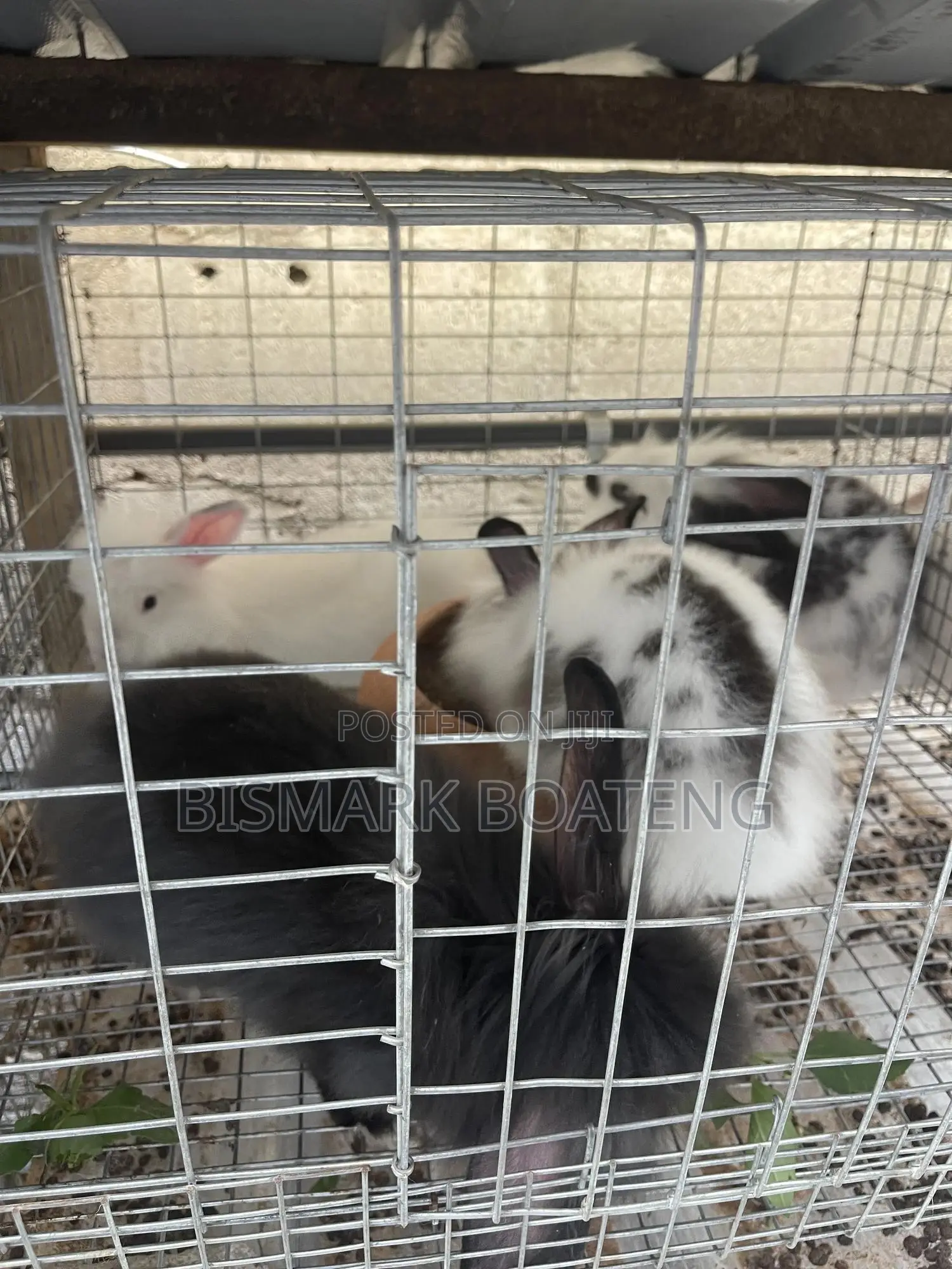 Weaners For Sale