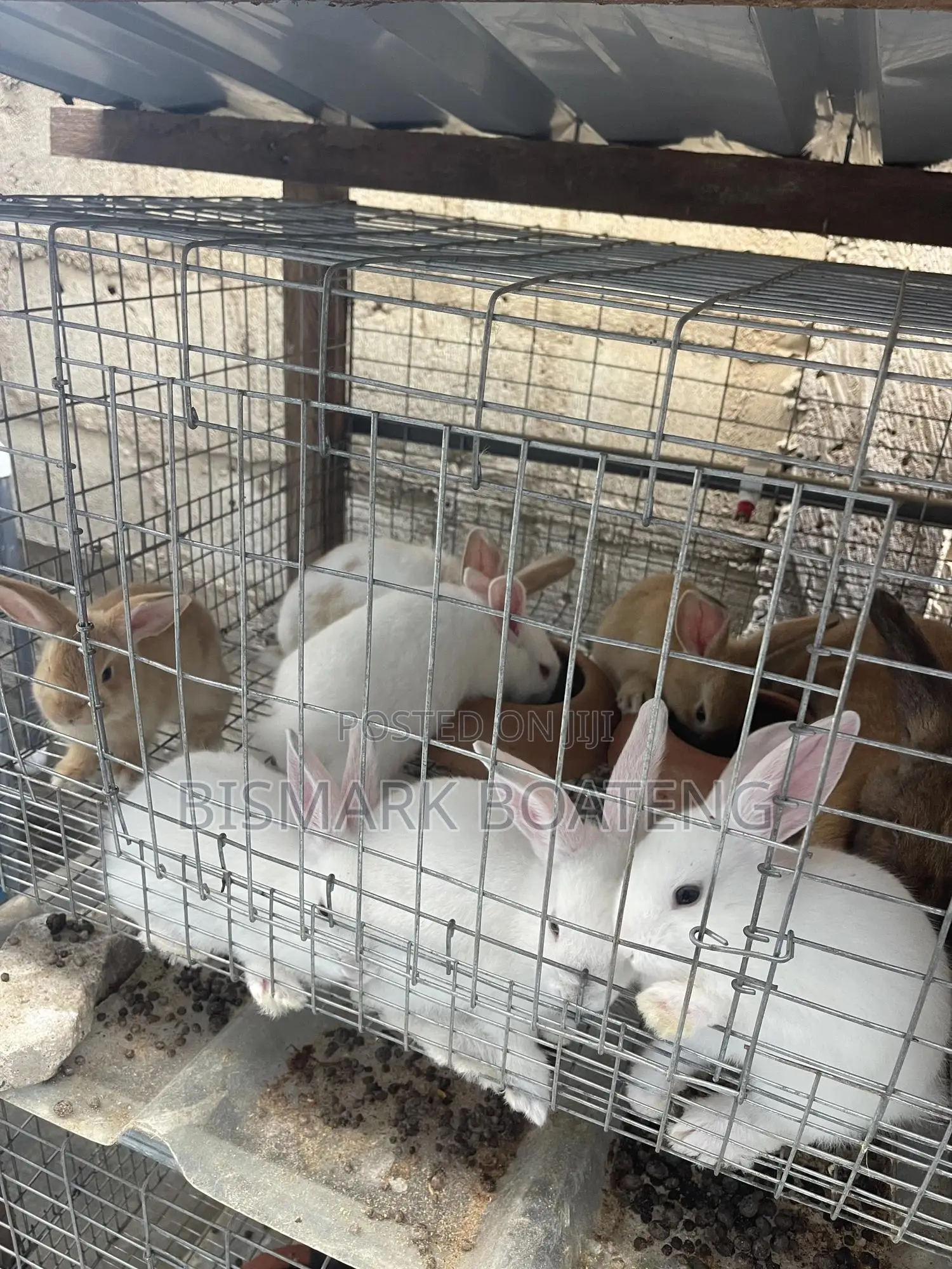 Weaners For Sale