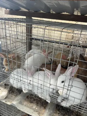Weaners For Sale