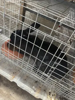 Weaners For Sale