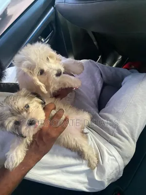 1-3 months Female Purebred Poodle