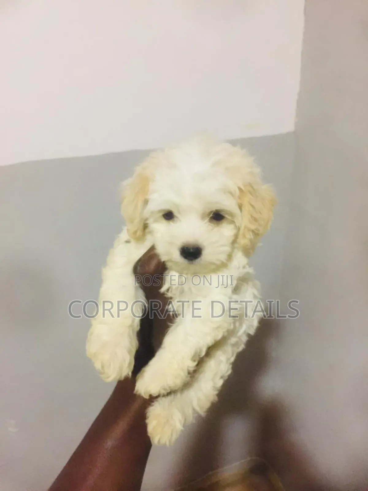 1-3 months Female Purebred Poodle