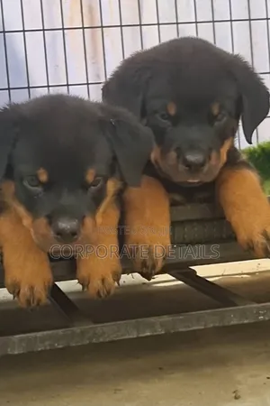 1-3 months Male Purebred Rottweiler