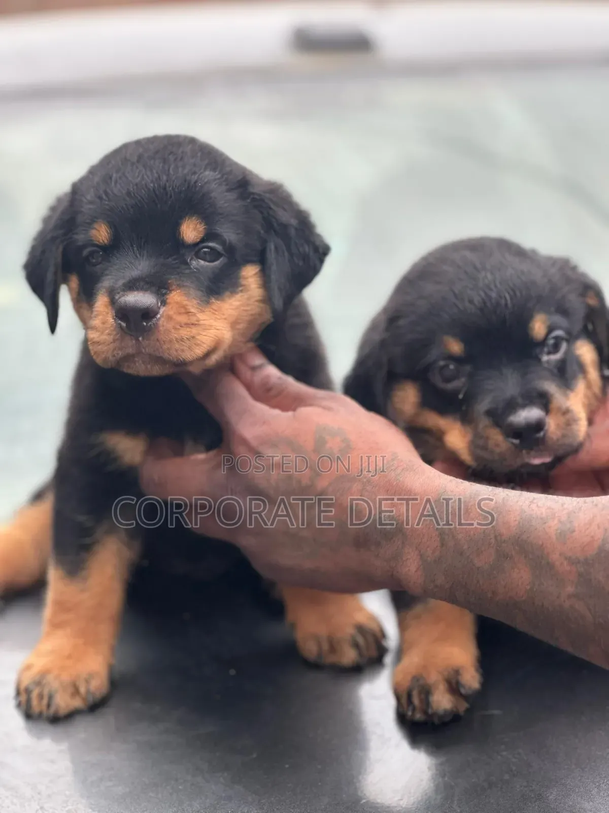 1-3 months Male Purebred Rottweiler