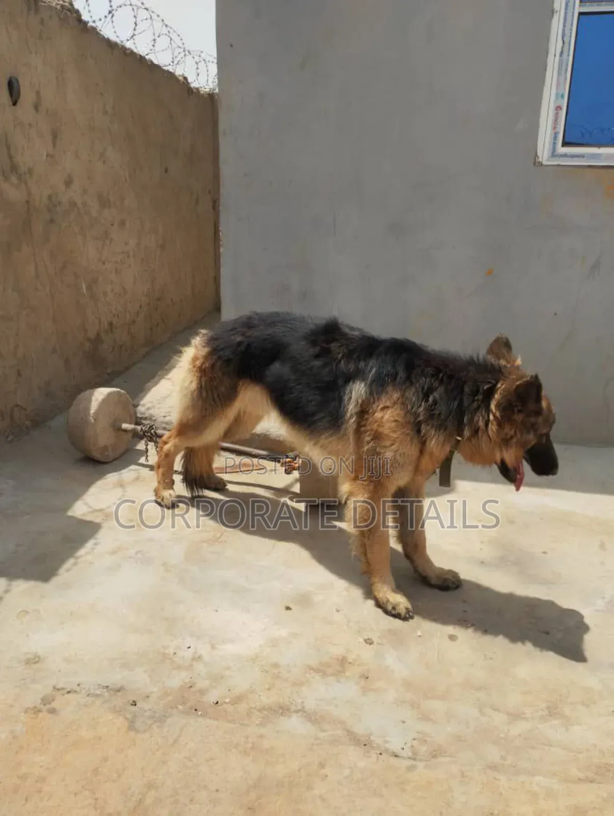 1+ year Male Purebred German Shepherd