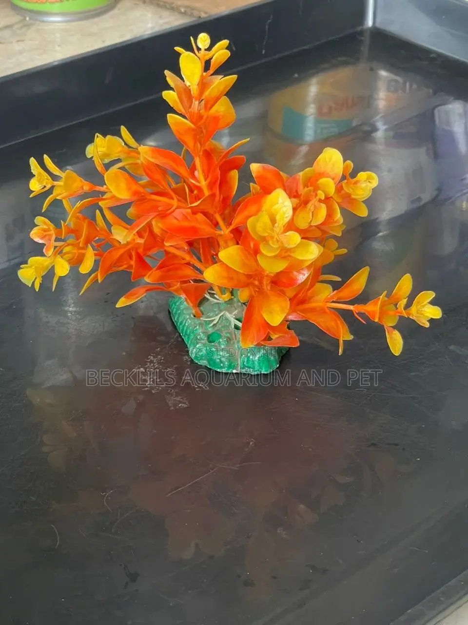 Mini Aquarium Plants