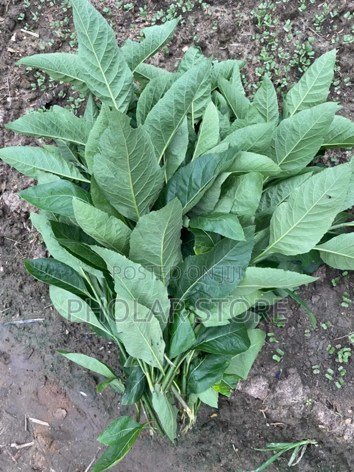 Fresh 40ghc and Dried Plants ( 60ghc Upward ) Are Available