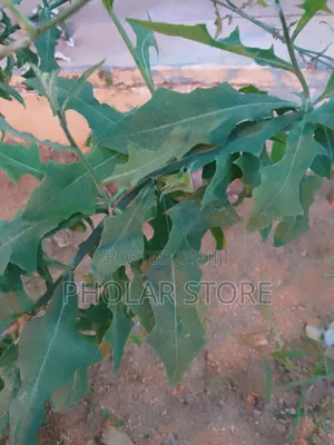 Fresh 40ghc and Dried Plants ( 60ghc Upward ) Are Available