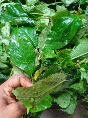 Fresh 40ghc and Dried Plants ( 60ghc Upward ) Are Available