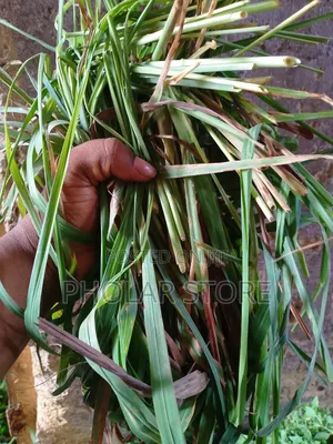 Fresh 40ghc and Dried Plants ( 60ghc Upward ) Are Available