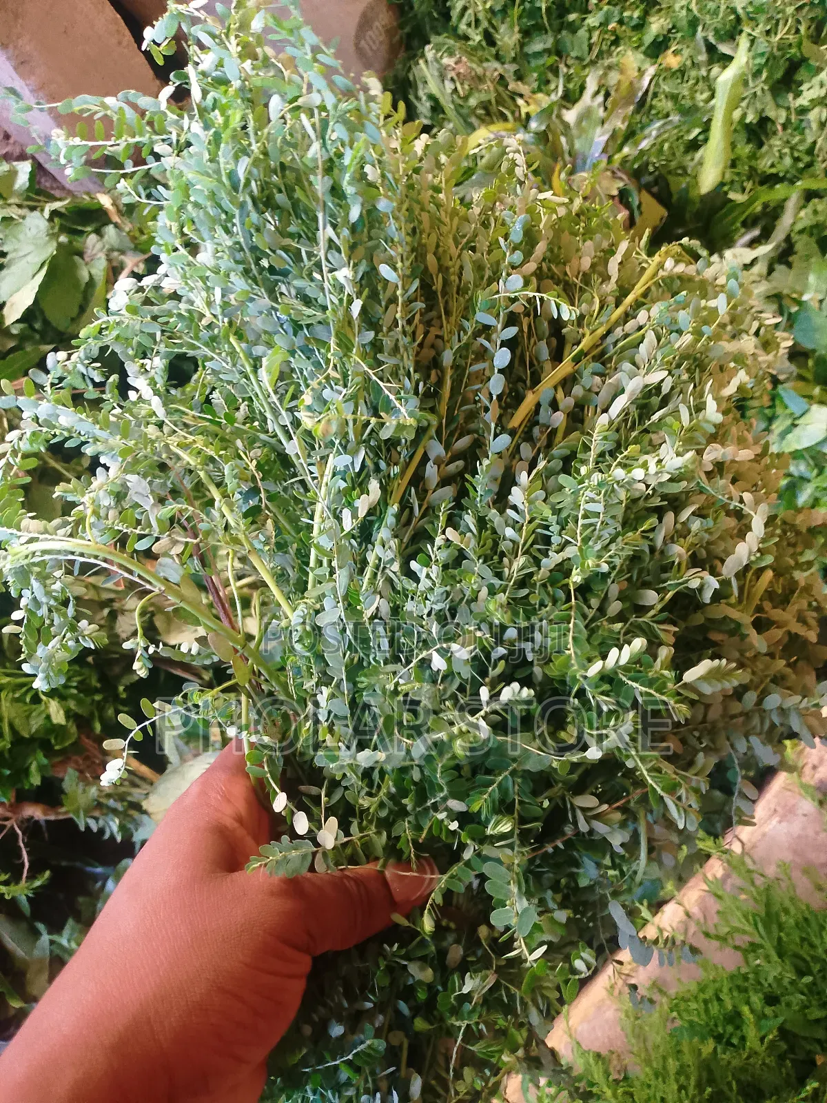 Fresh 40ghc and Dried Plants ( 60ghc Upward ) Are Available
