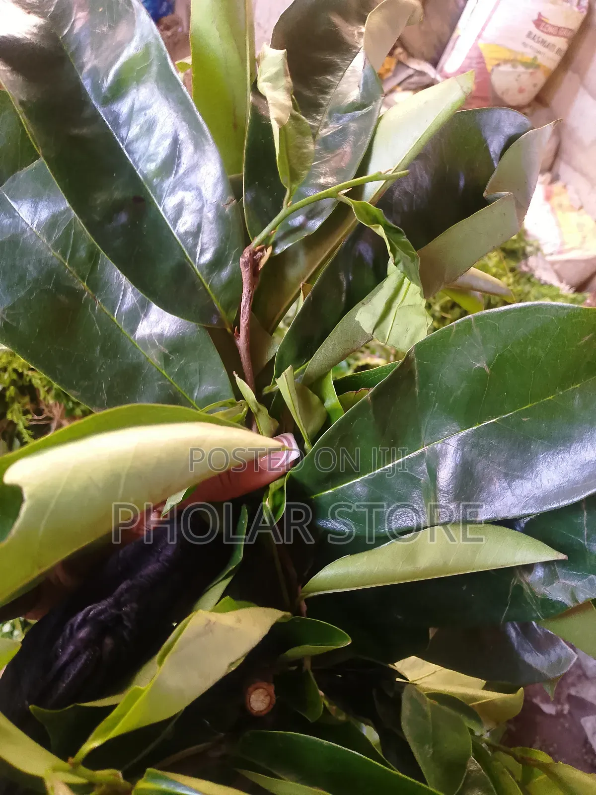 Fresh 40ghc and Dried Plants ( 60ghc Upward ) Are Available