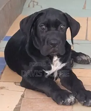 1-3 months Male Purebred Cane Corso