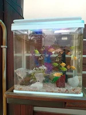 Aquarium Tank