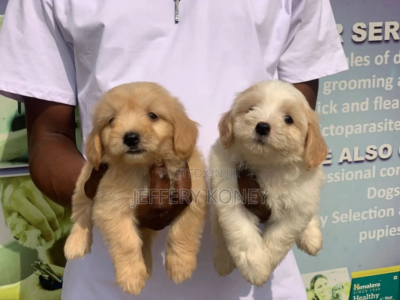 1-3 months Female Purebred Poodle
