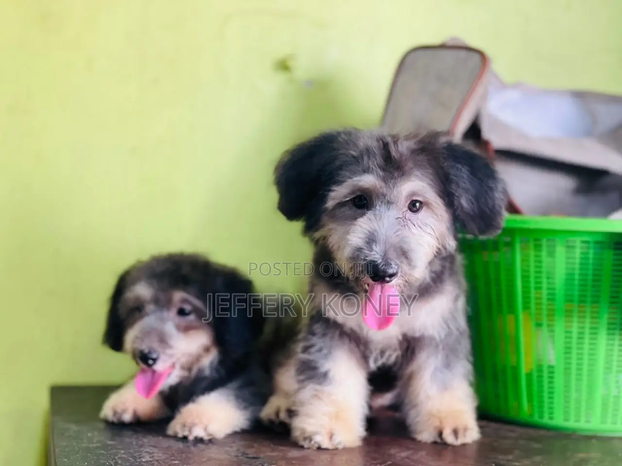 1-3 months Female Purebred Poodle