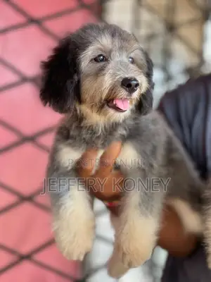 1-3 months Female Purebred Poodle