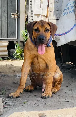 3-6 months Male Purebred Boerboel
