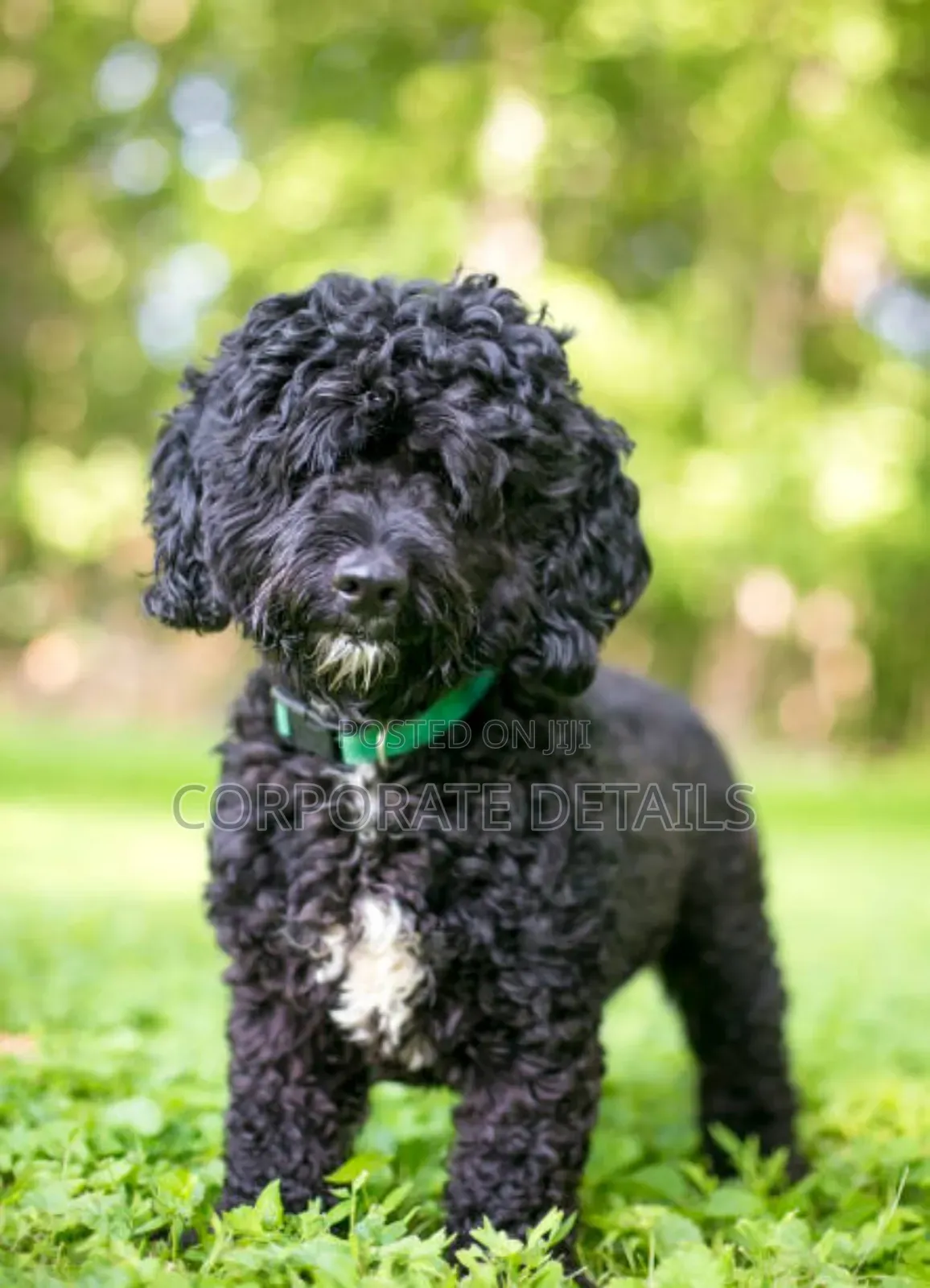 3-6 months Female Purebred Poodle