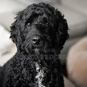 3-6 months Female Purebred Poodle