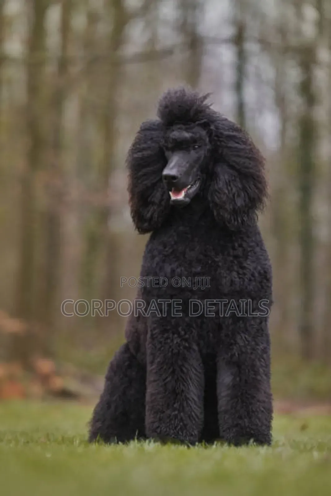 3-6 months Female Purebred Poodle