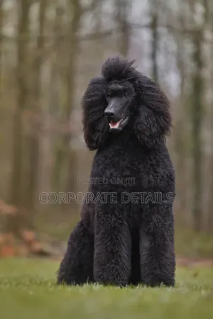 3-6 months Female Purebred Poodle