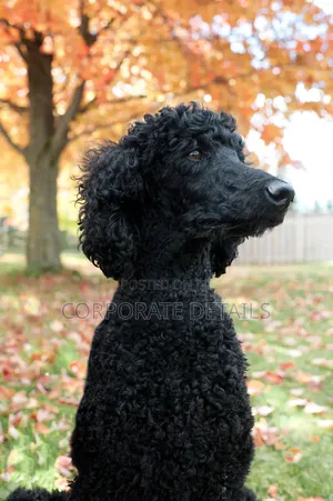 3-6 months Female Purebred Poodle