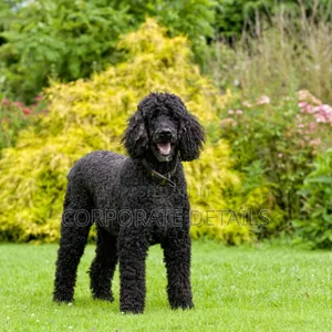 3-6 months Female Purebred Poodle
