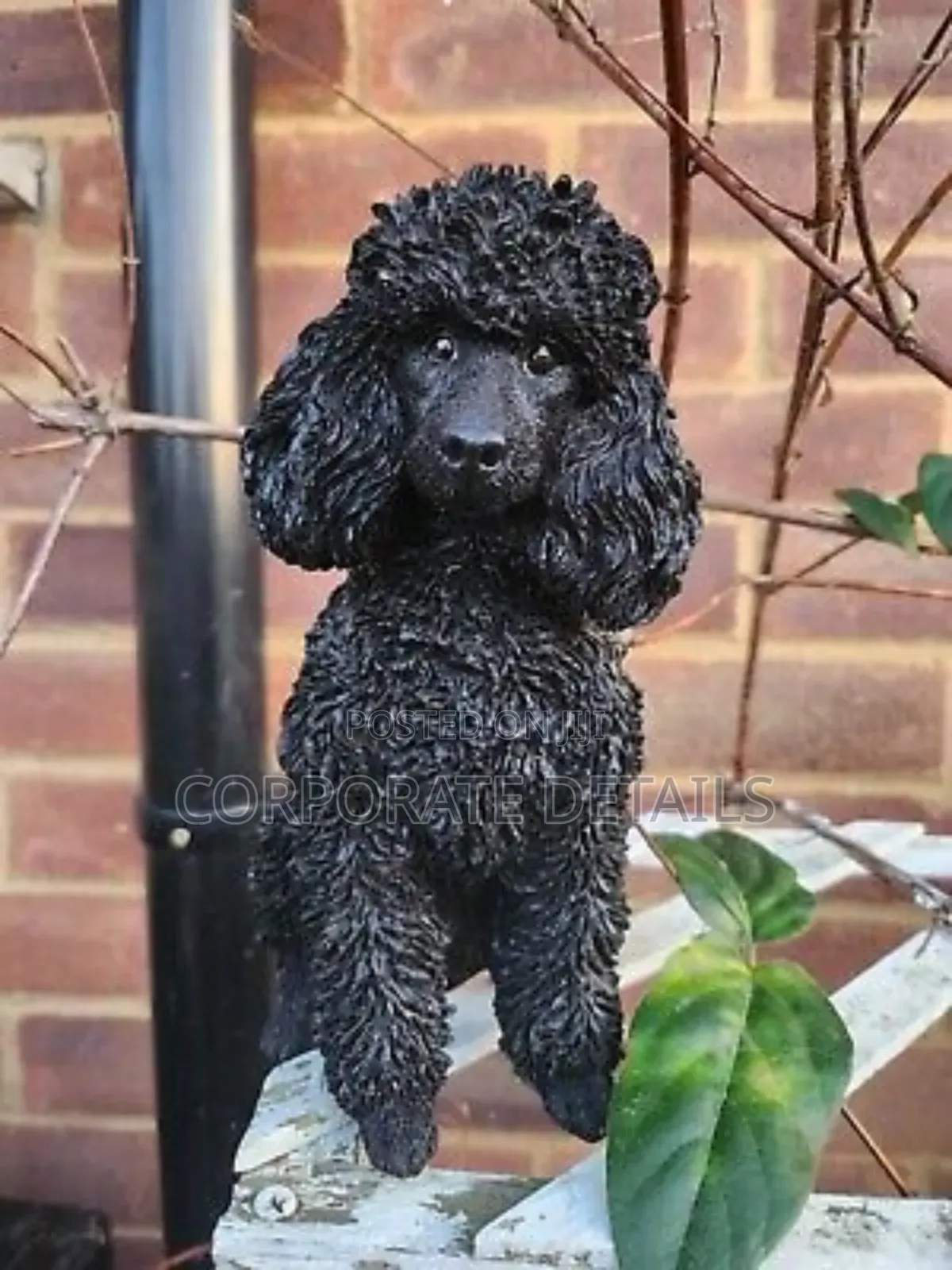 3-6 months Female Purebred Poodle