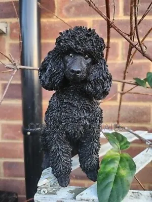 3-6 months Female Purebred Poodle